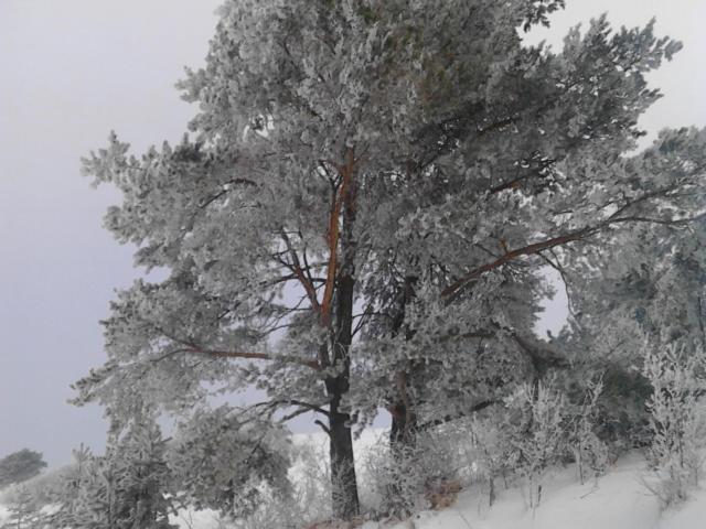 Chata Holica Pieniny Lesnica ภายนอก รูปภาพ