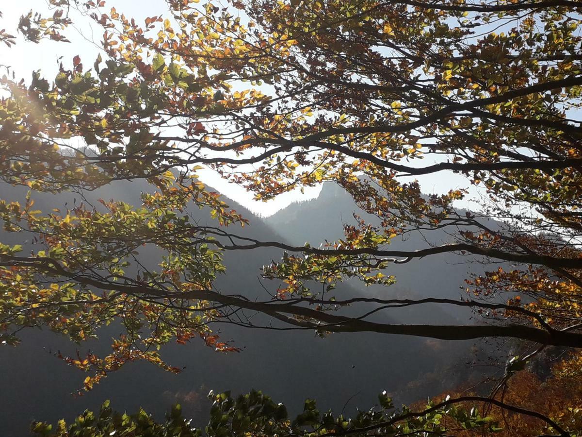 Chata Holica Pieniny Lesnica ภายนอก รูปภาพ
